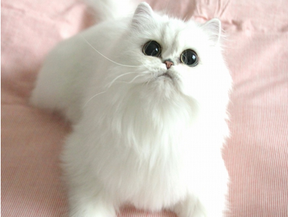 1465364583324394.png 波斯猫咪.png