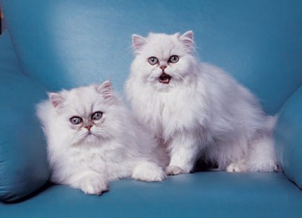 1471579981238163.jpg 金吉拉猫咪.jpg