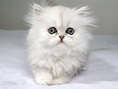 1484798165228969.jpg 波斯猫1.jpg