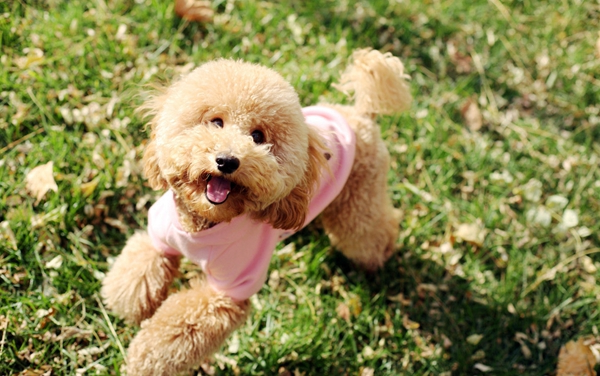 泰迪犬 (26).jpg